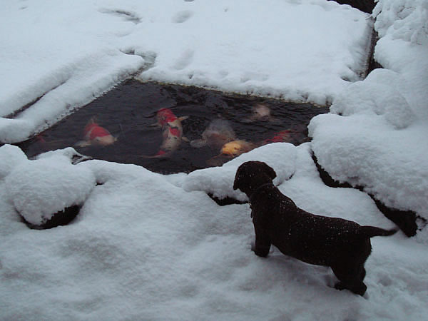 En labredorhvalp i sneen